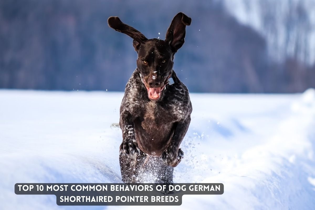 German Shorthaired Pointer