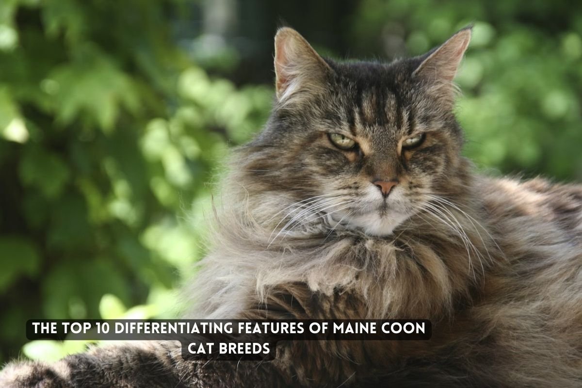 Maine Coon